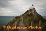 Nugget Point 0638